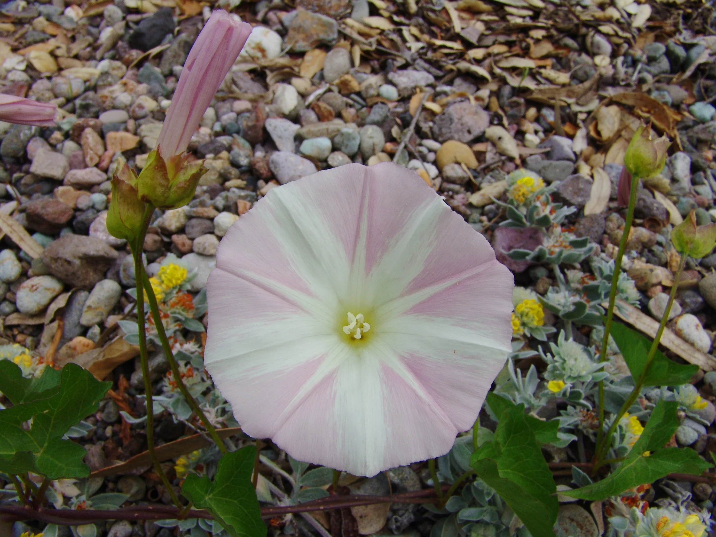 Native Plants — Channel Islands Restoration